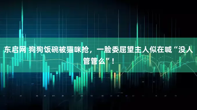 东启网 狗狗饭碗被猫咪抢，一脸委屈望主人似在喊“没人管管么”!